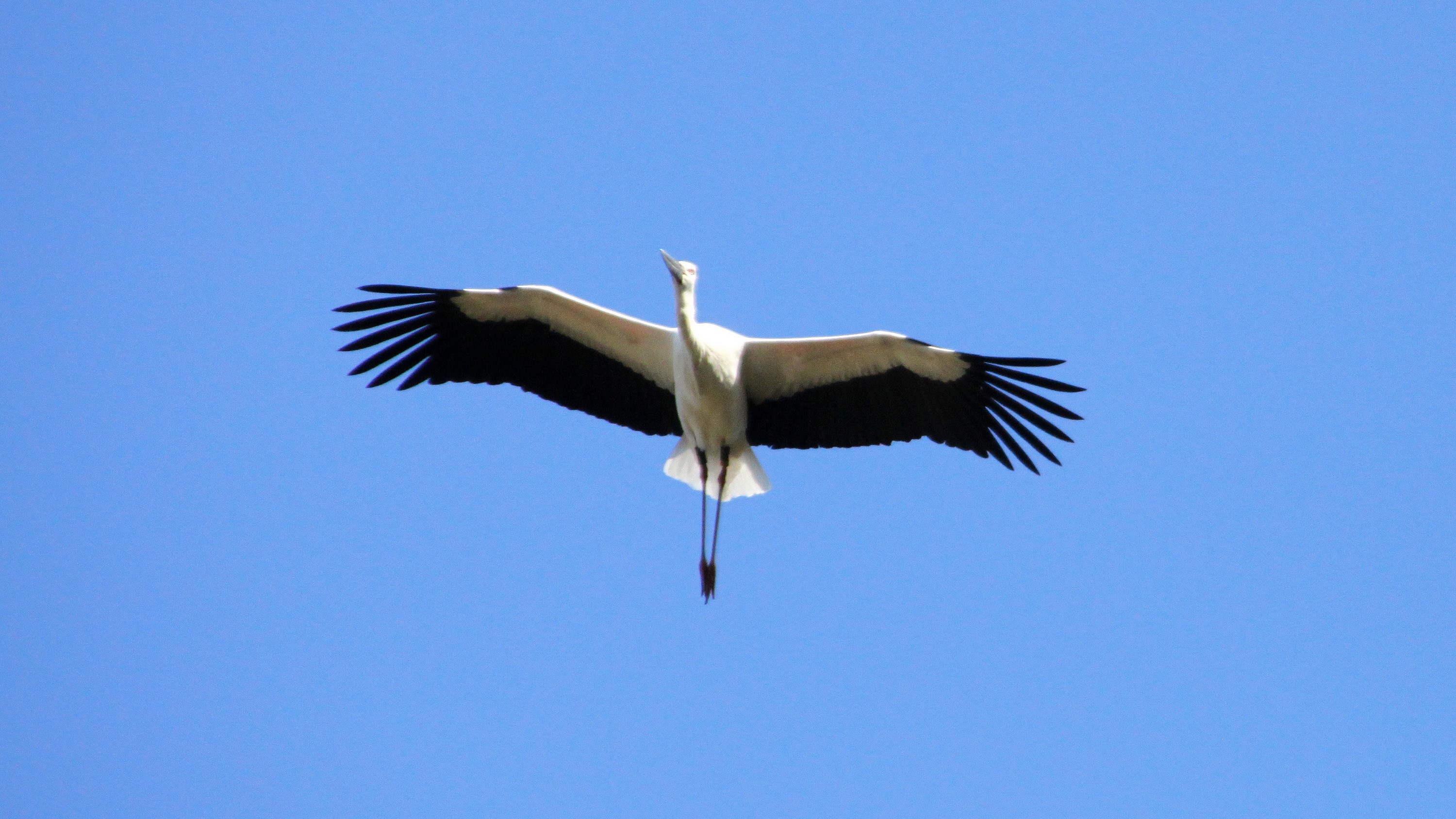 大空舞うコウノトリ　平成17年の放鳥以来、野生下でヒナが誕生し、豊岡では自然に飛んでいます