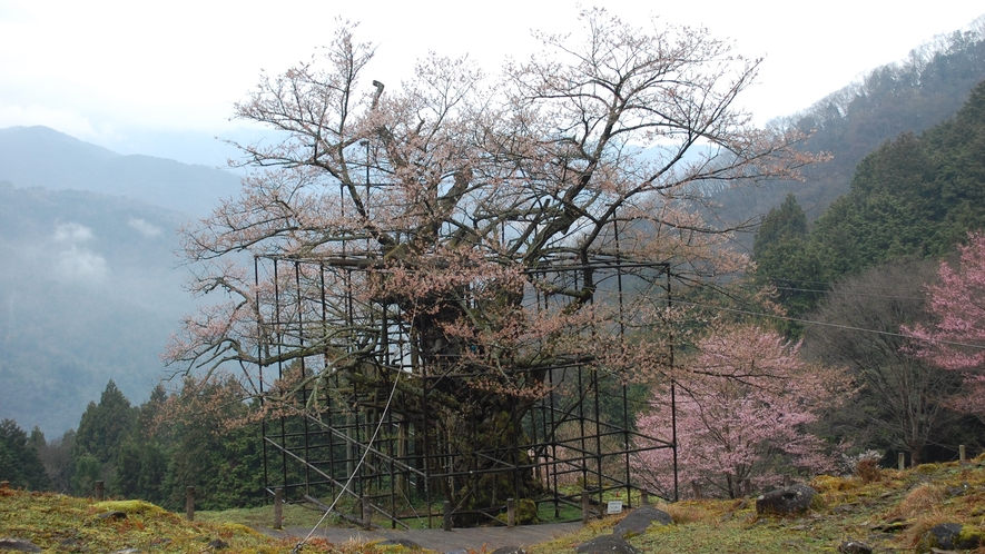 樽見の大桜　樹齢は1000年を超える、県下最大のエドヒガン桜（駐車場から約400mの登山道あり）