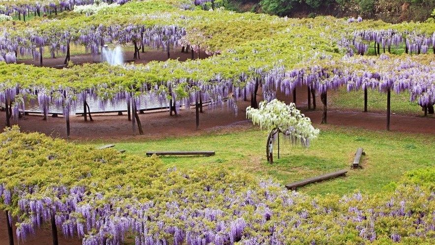 大町藤公園　5月上旬～中旬にかけ藤が咲き乱れ、幽玄な空間を創り出します。山陰一の規模です
