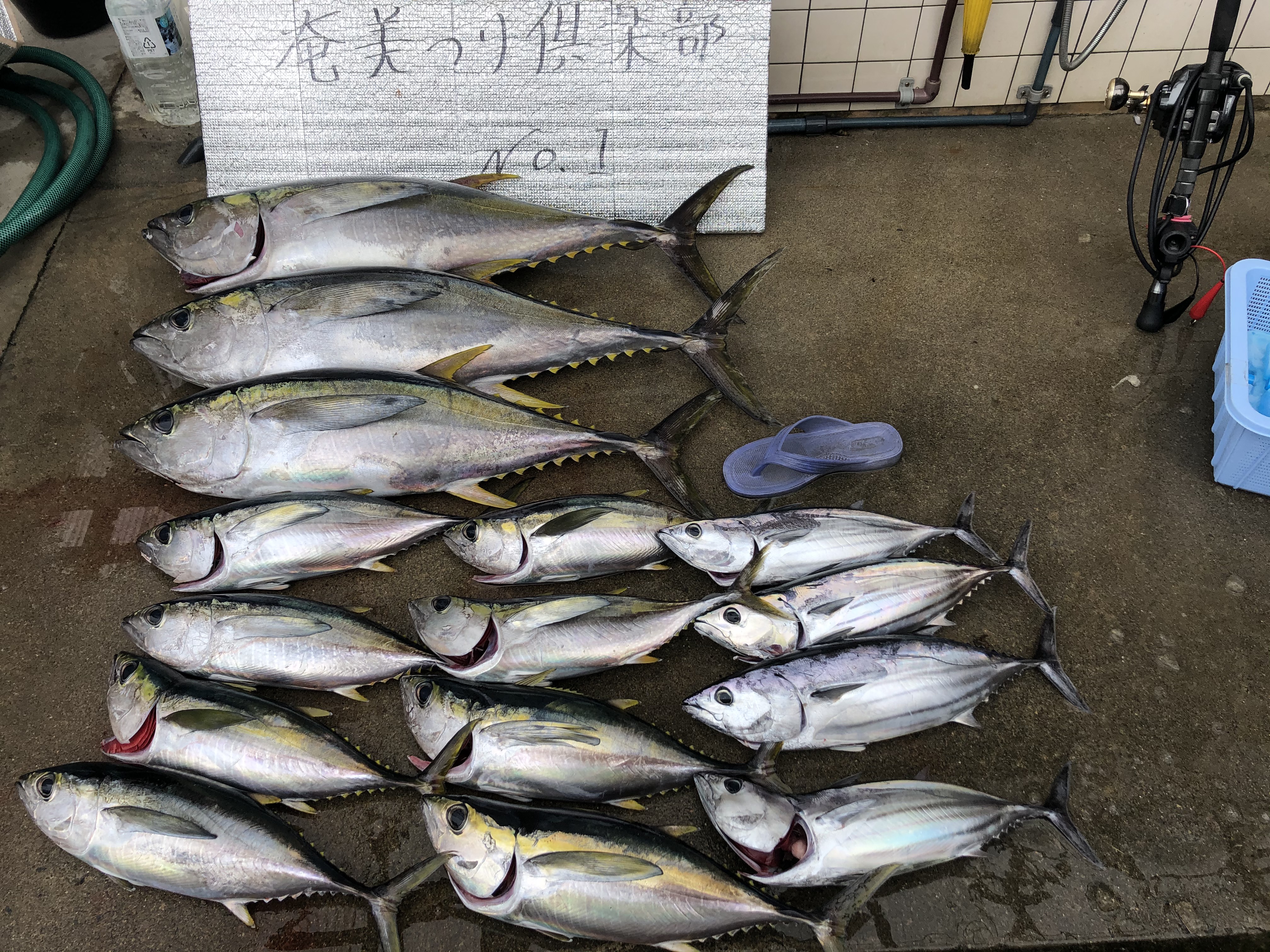 パヤオでキハダマグロ釣り体験！
