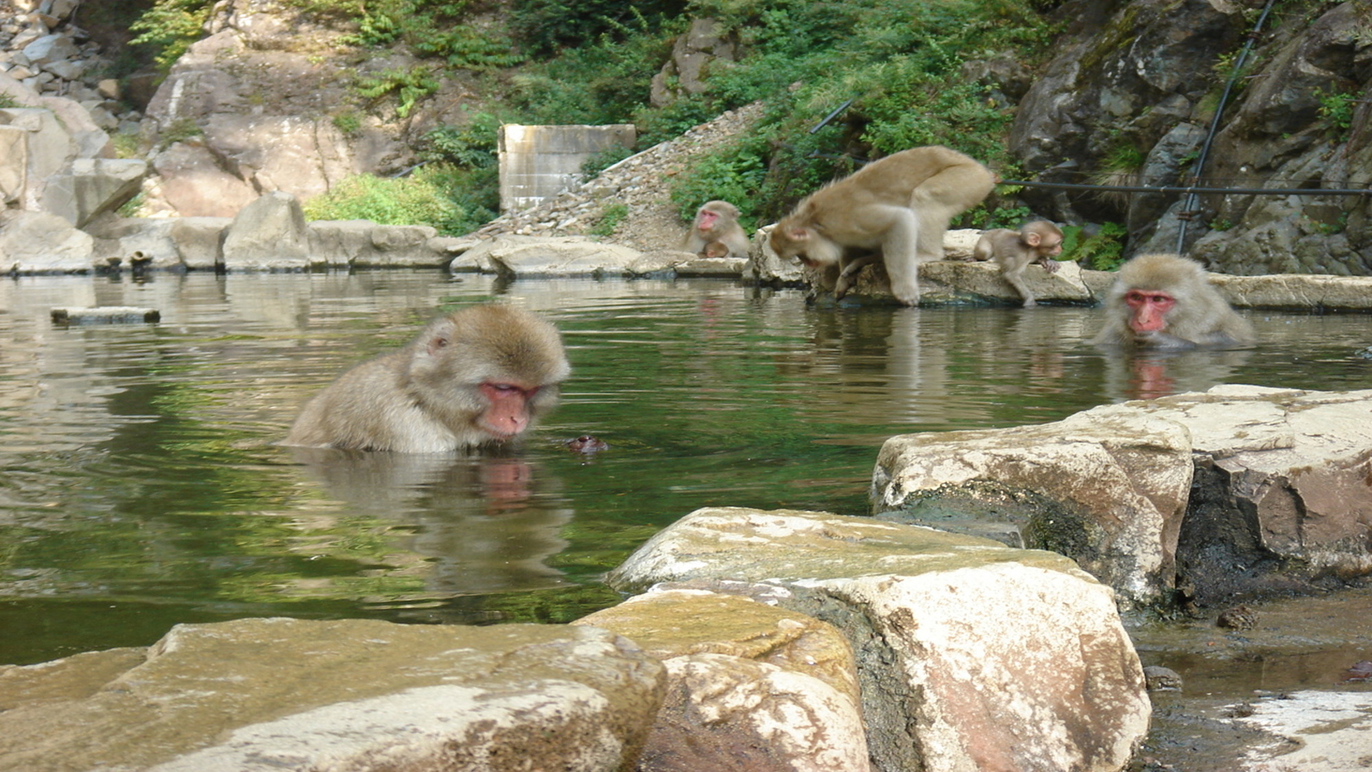 スノーモンキー夏Ver