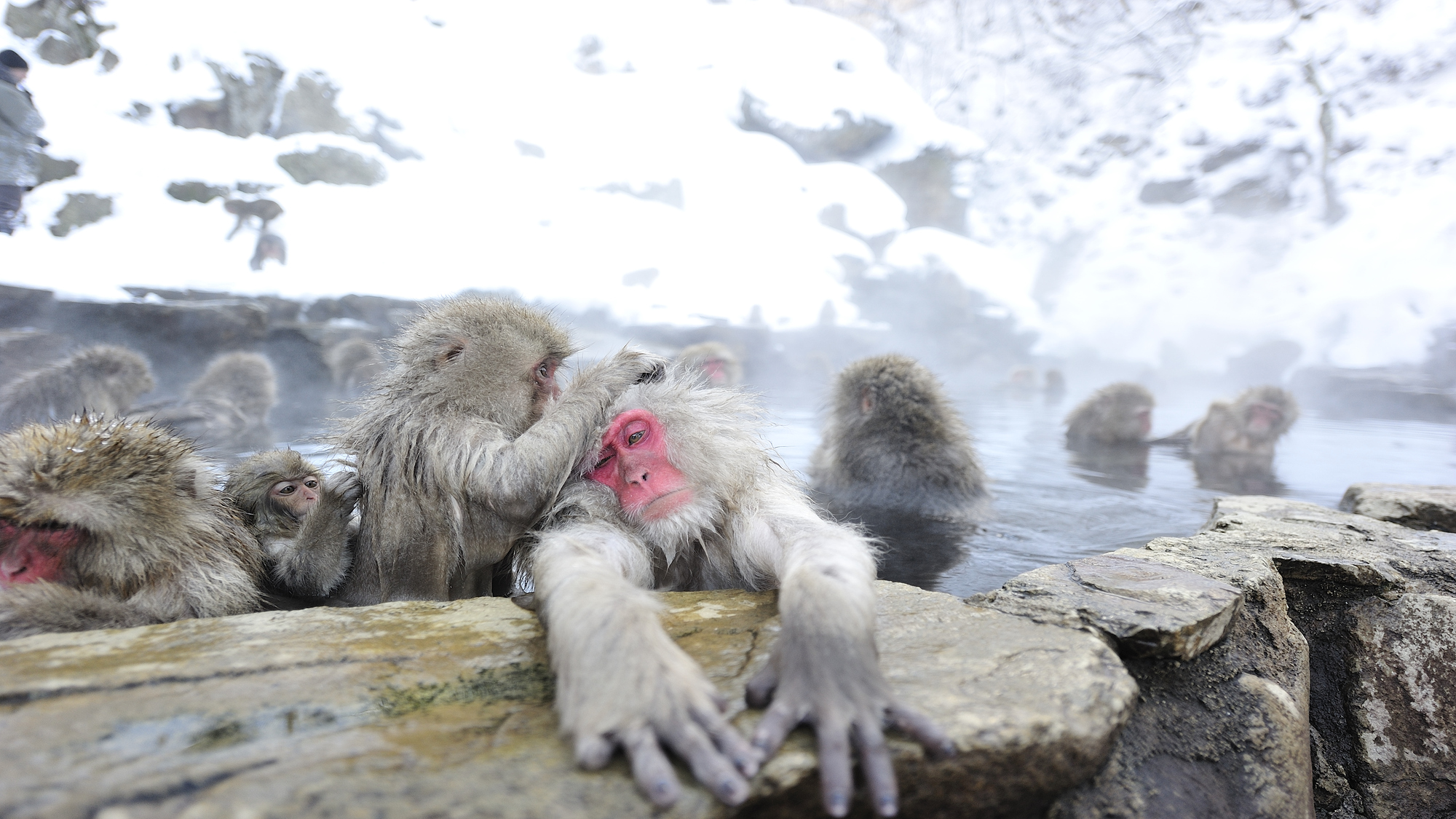 スノーモンキー