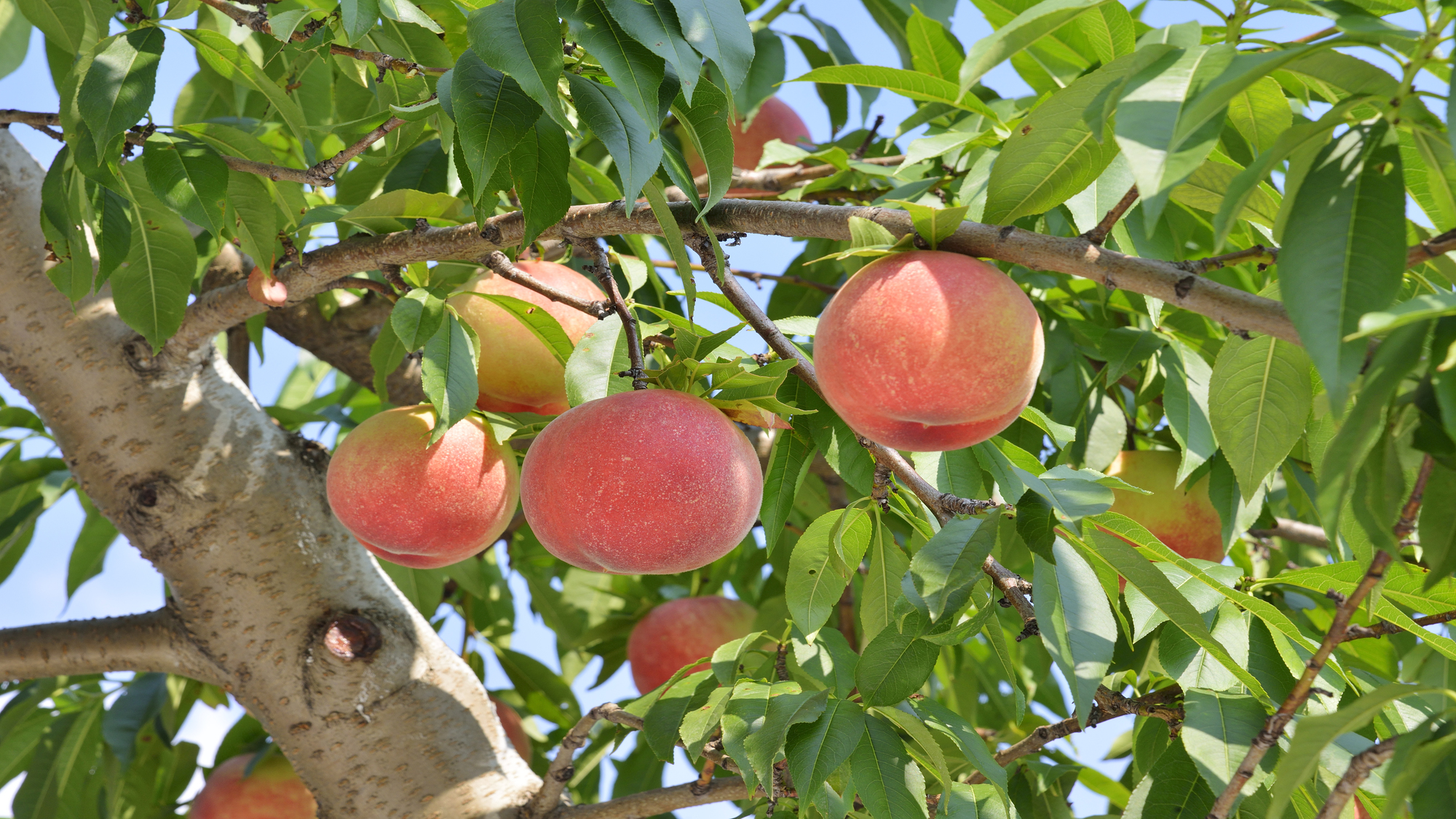 サクランボ狩り