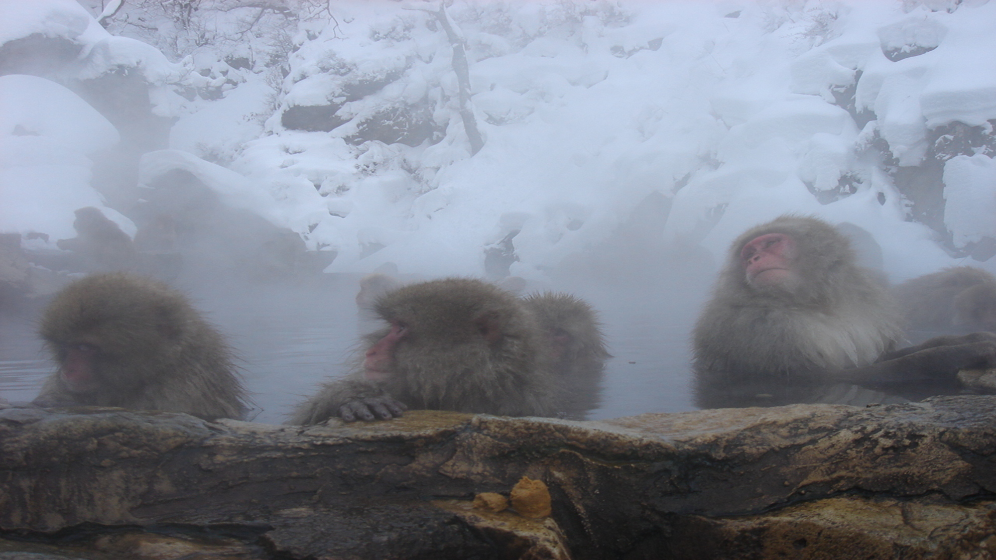 スノーモンキー