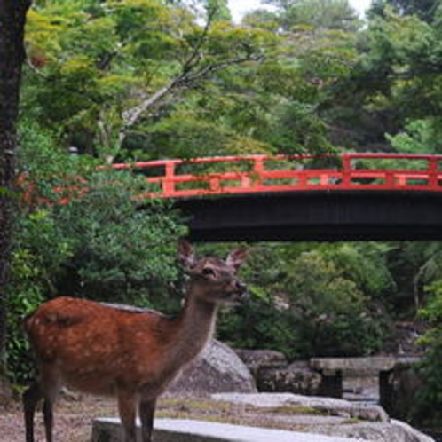 ■もみじ橋と鹿
