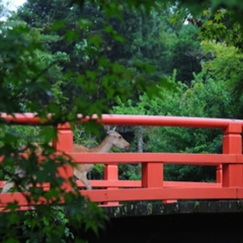 ■もみじ橋と新緑と鹿