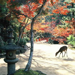 ■玄関先の紅葉と鹿