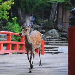 ■もみじ橋と鹿