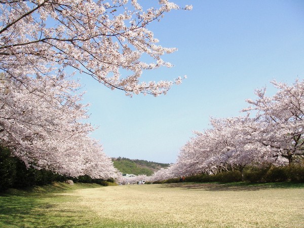 稲取高原の桜（ソメイヨシノ）