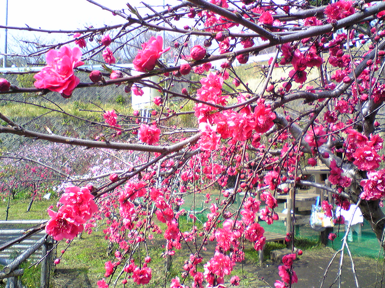 花桃の花咲く４月