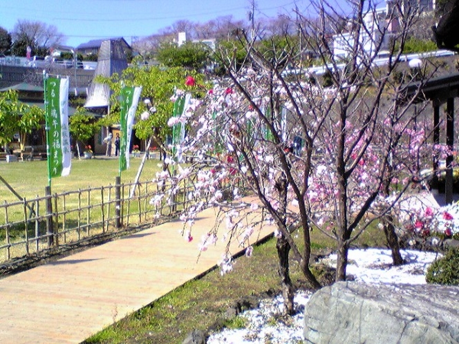 文化公園雛の館と花もも