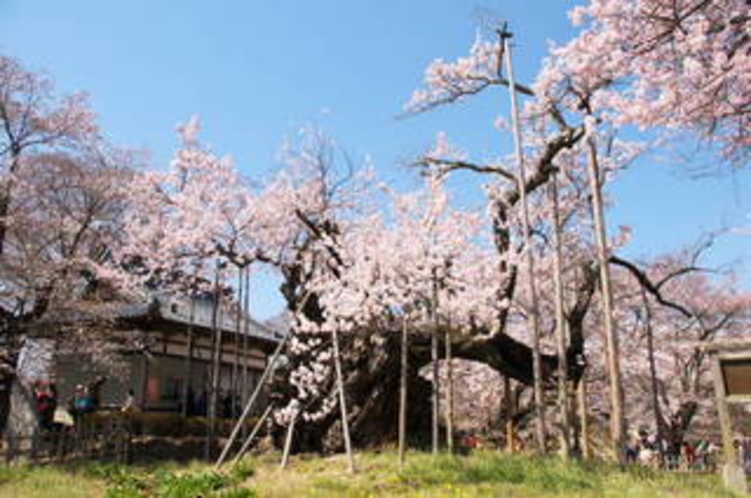 桜の時期は「神代桜」が人気です