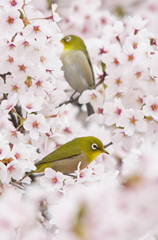 野鳥ガイドでは可愛い鳥たちに出会えます