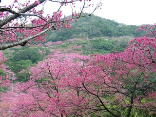 日本一早い桜　八重桜
