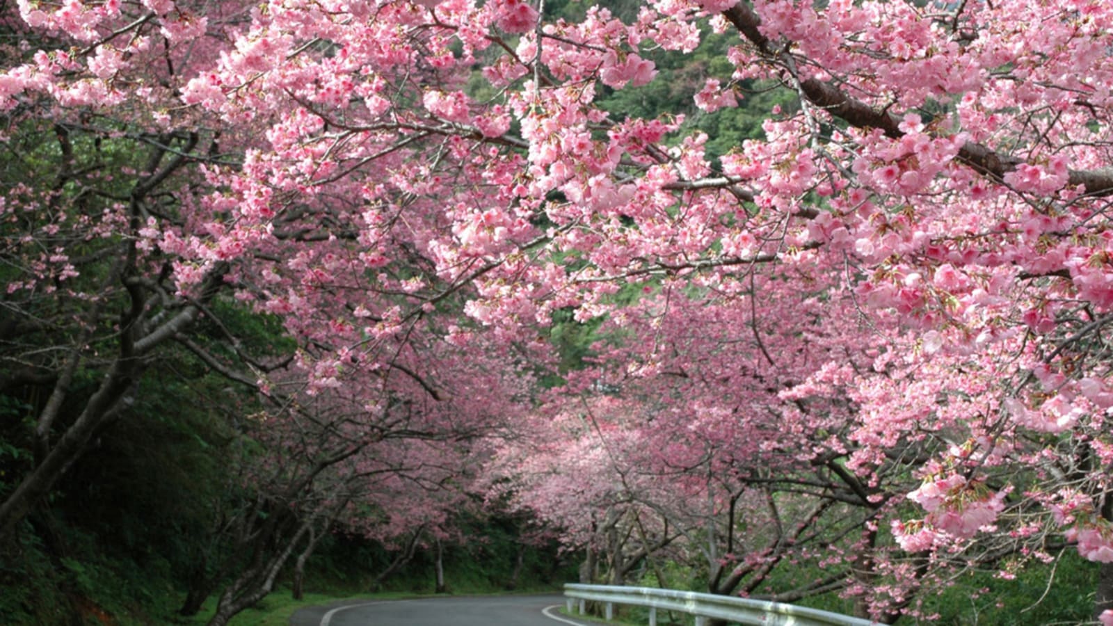 【1～2月ごろ・八重岳の寒緋桜】