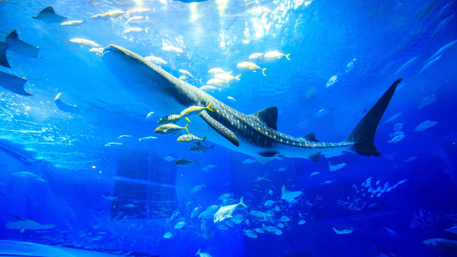 【ジンベイザメとお魚・沖縄美ら海水族館】