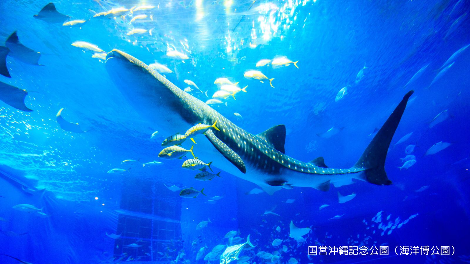 【ジンベイザメとお魚・沖縄美ら海水族館】
