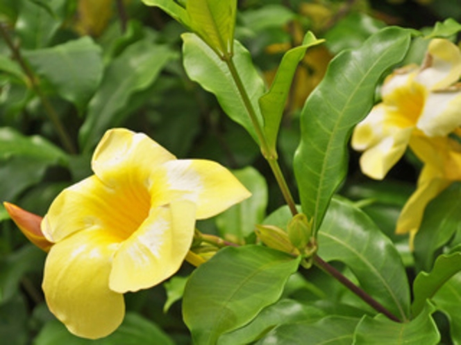 【中庭】沖縄を代表する花を楽しむこともできます