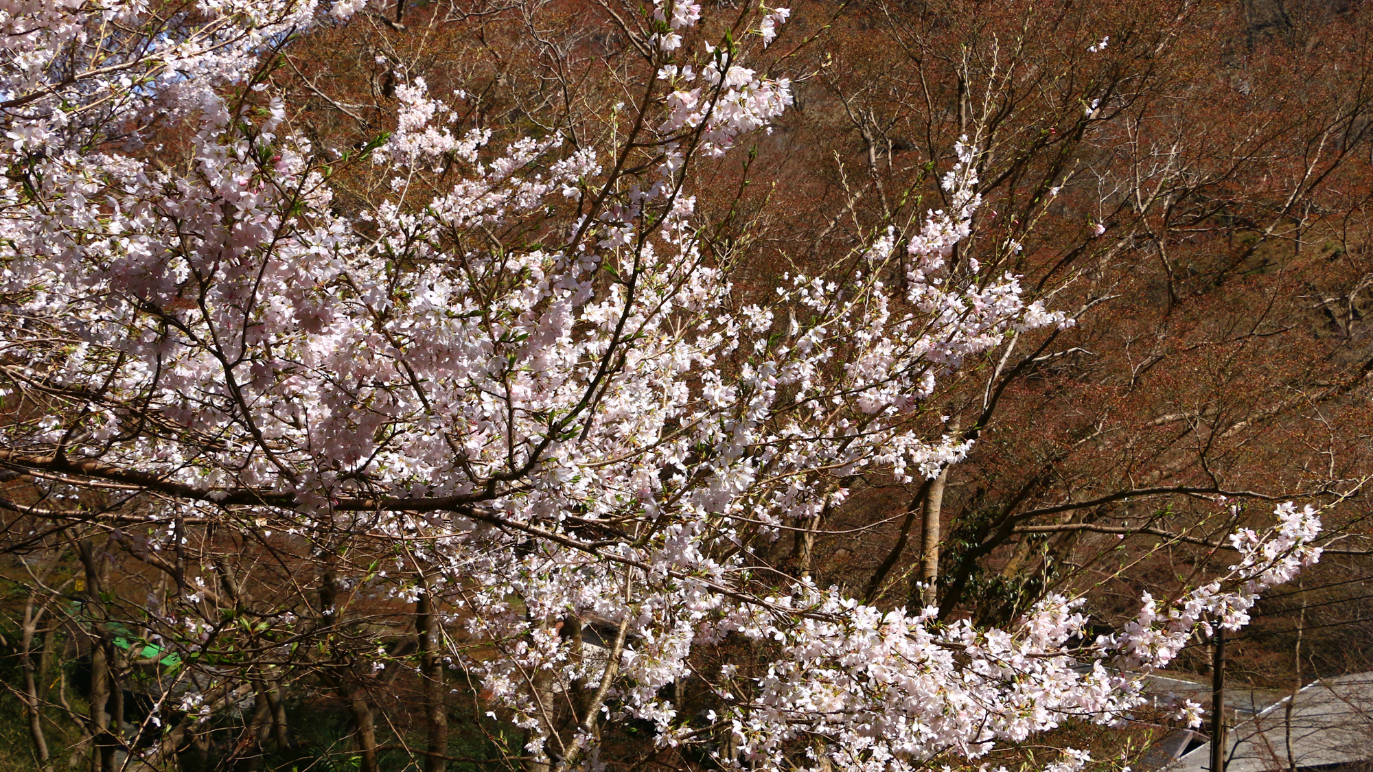 吉野山の桜は世界遺産