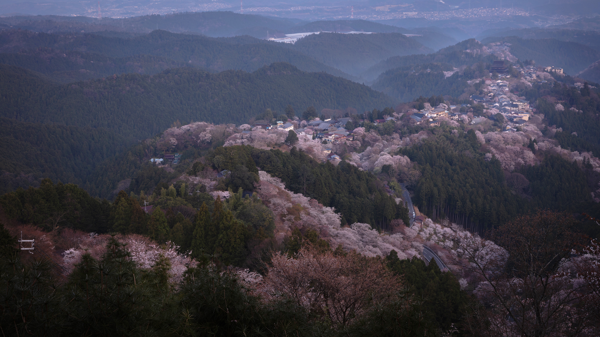 吉野　千本桜　※イメージ