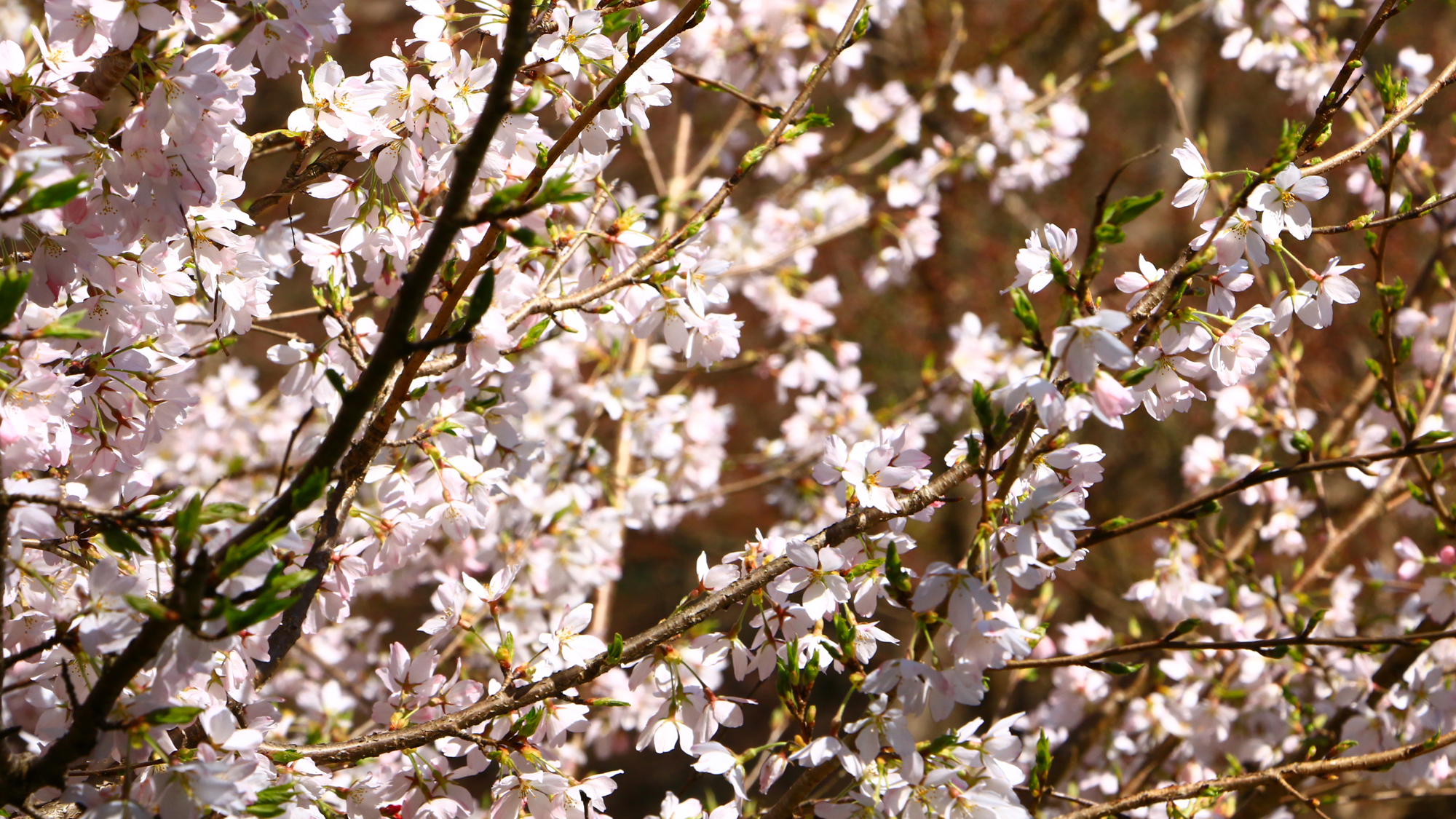 美しい桜が楽しめます