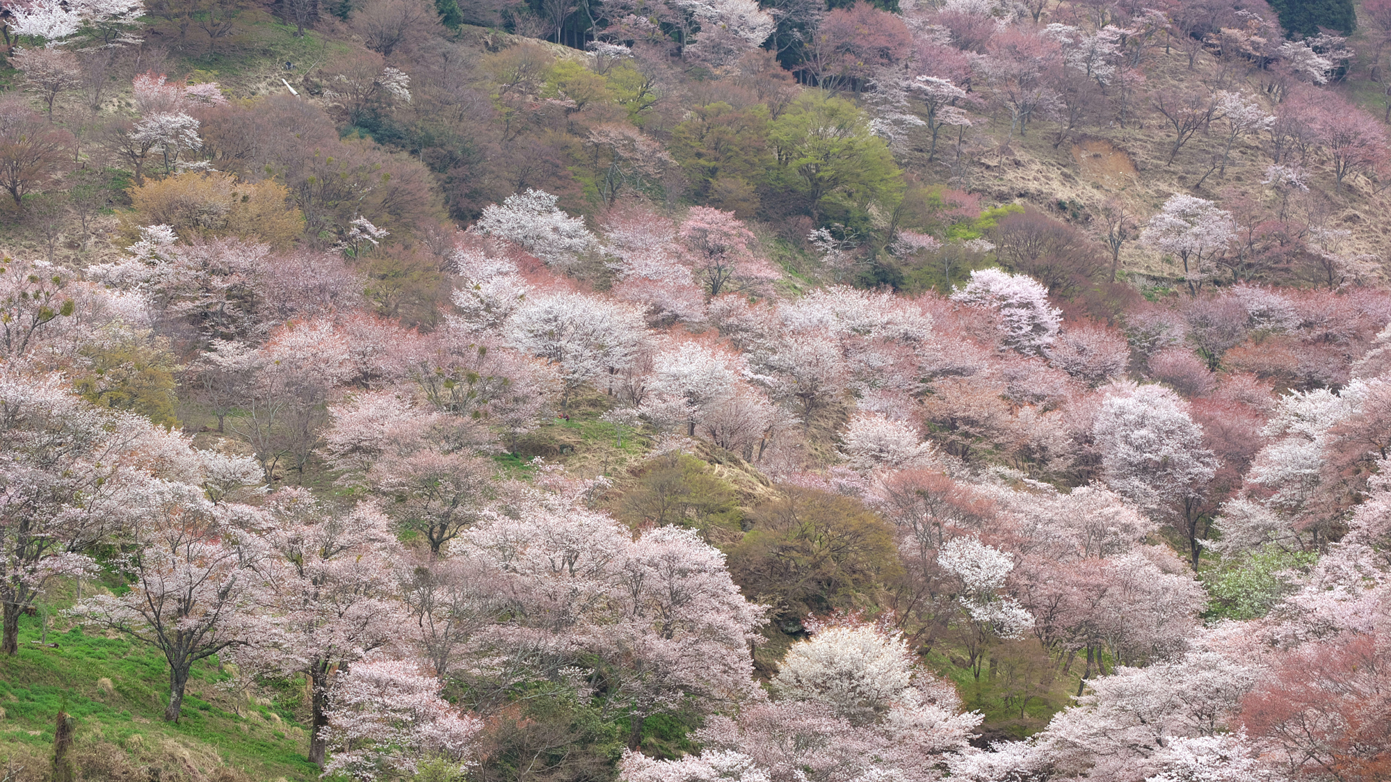 吉野　千本桜　※イメージ (2)