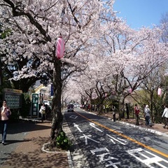 伊豆高原桜まつり