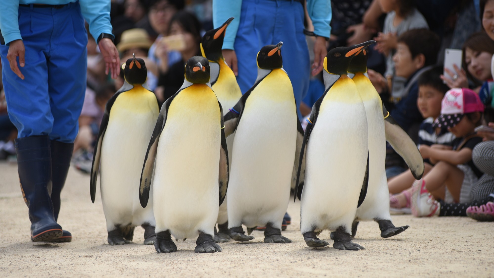 長崎ペンギン水族館