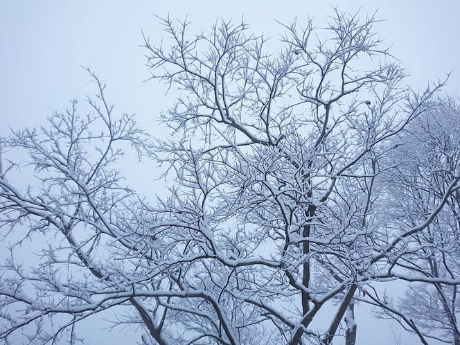 雪　林