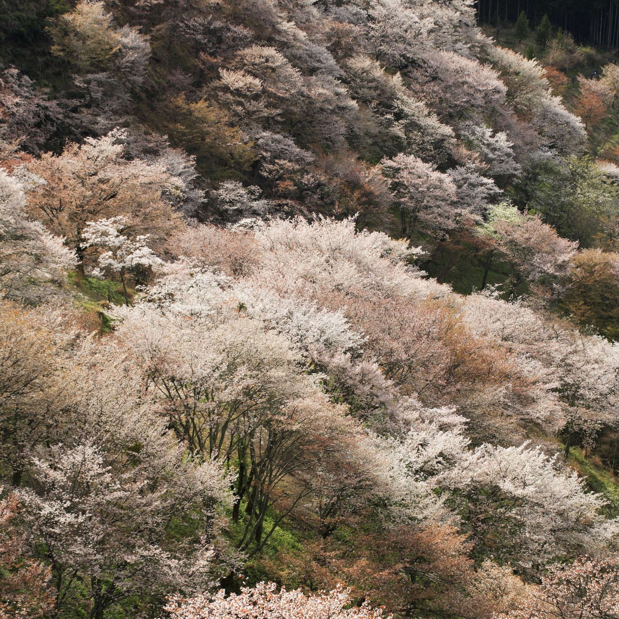 吉野山・上千本桜