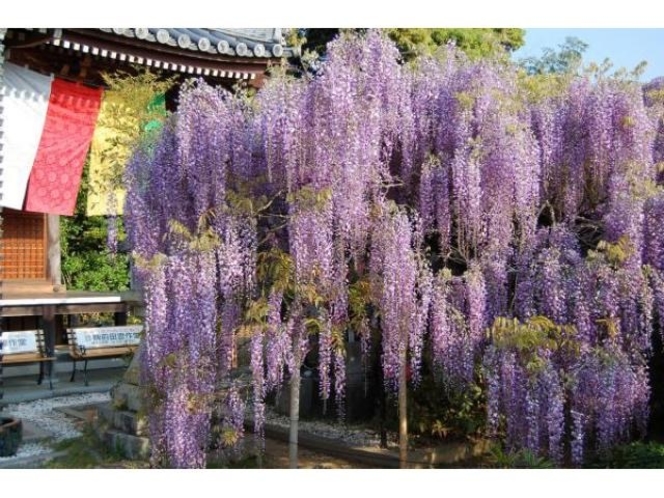 【子安地蔵寺】ふじの花