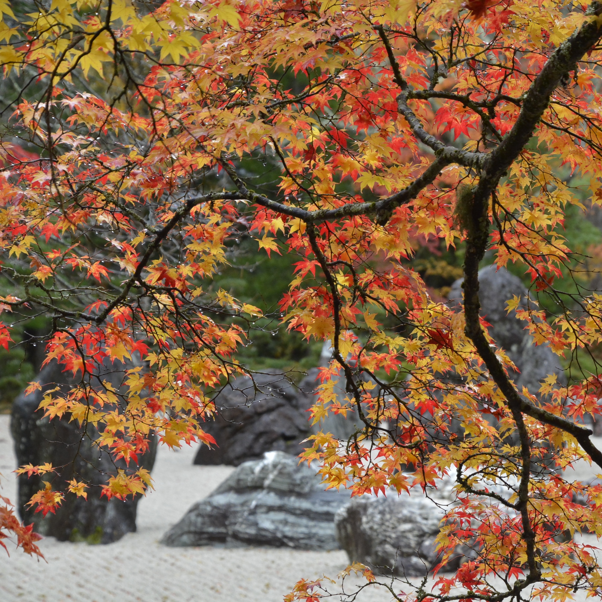高野山・金剛峯寺の紅葉の様子