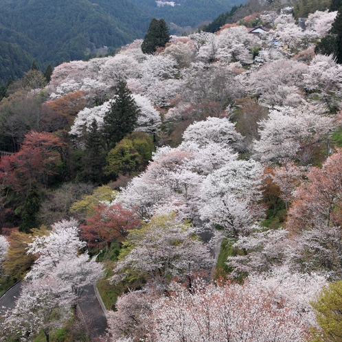 吉野山・下千本桜