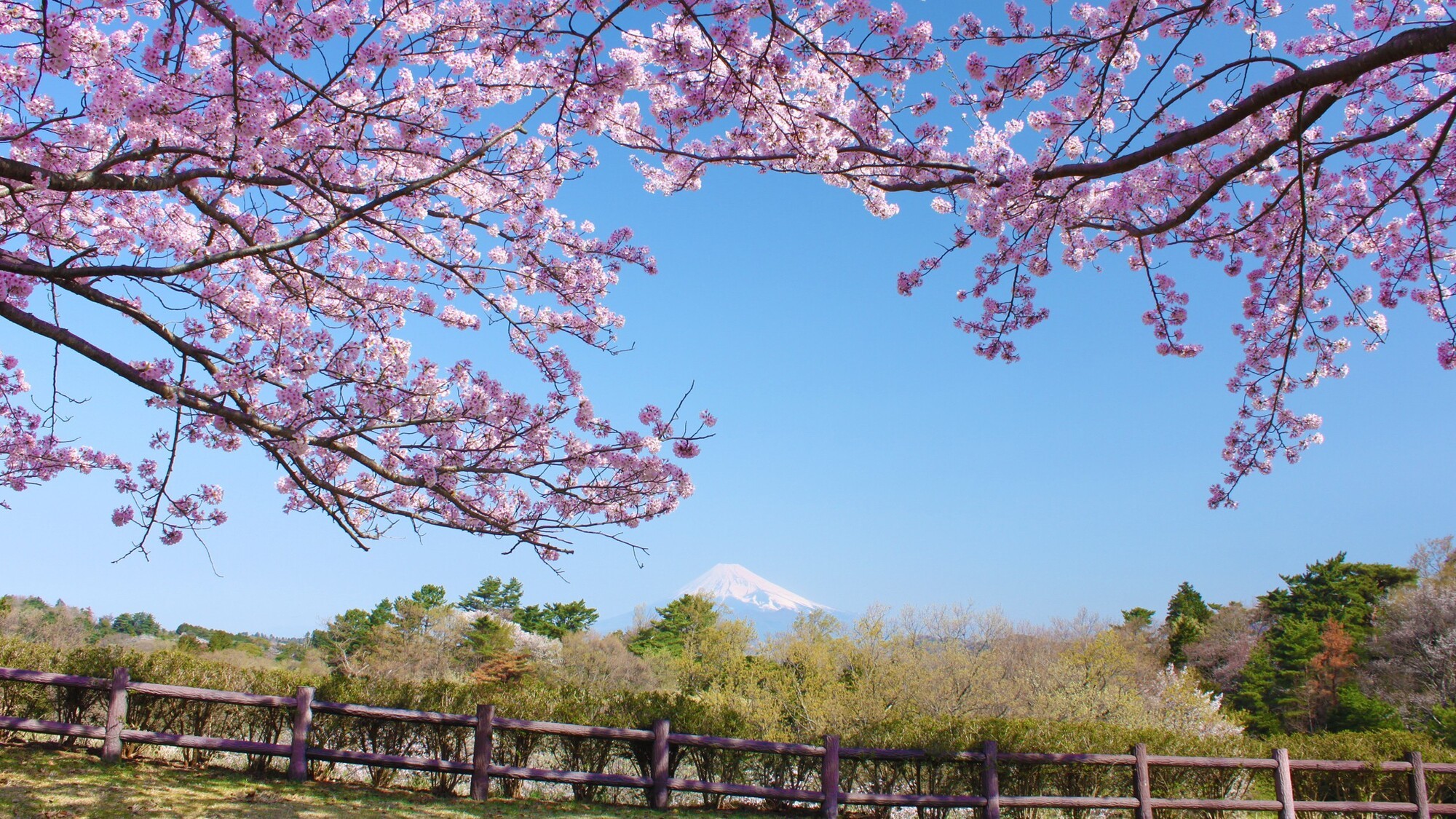 河津桜