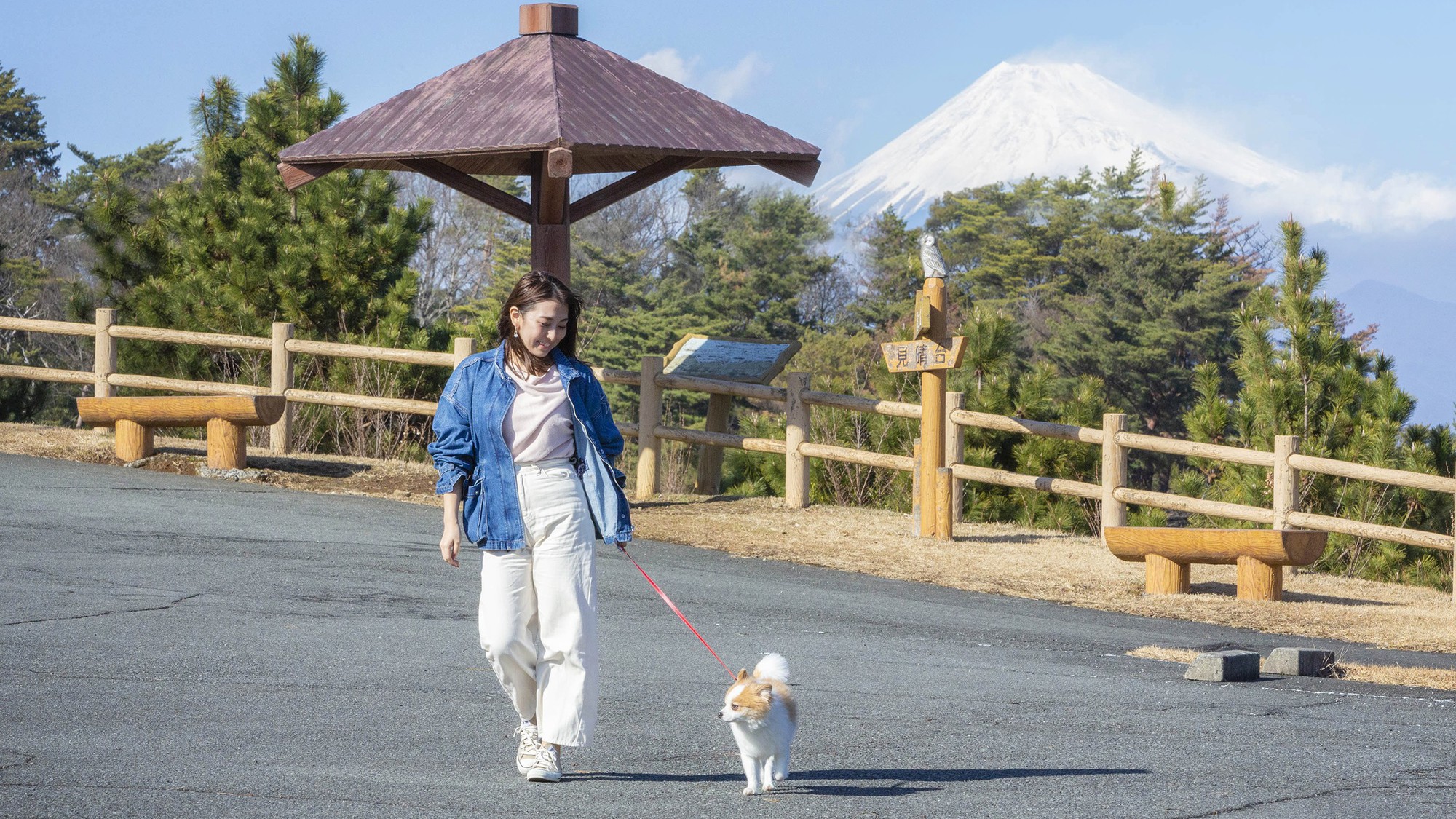 愛犬とお散歩イメージ