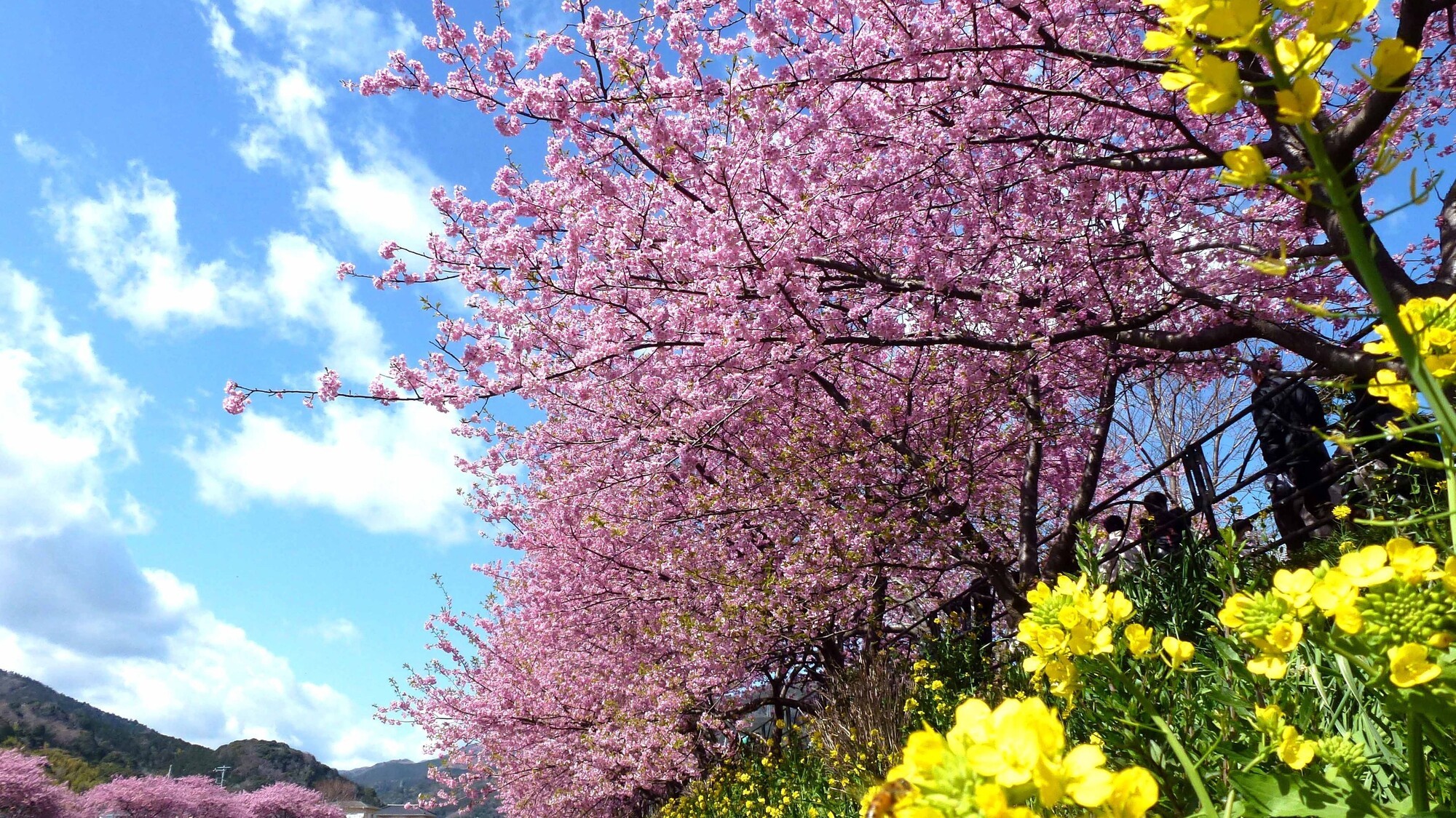 河津桜