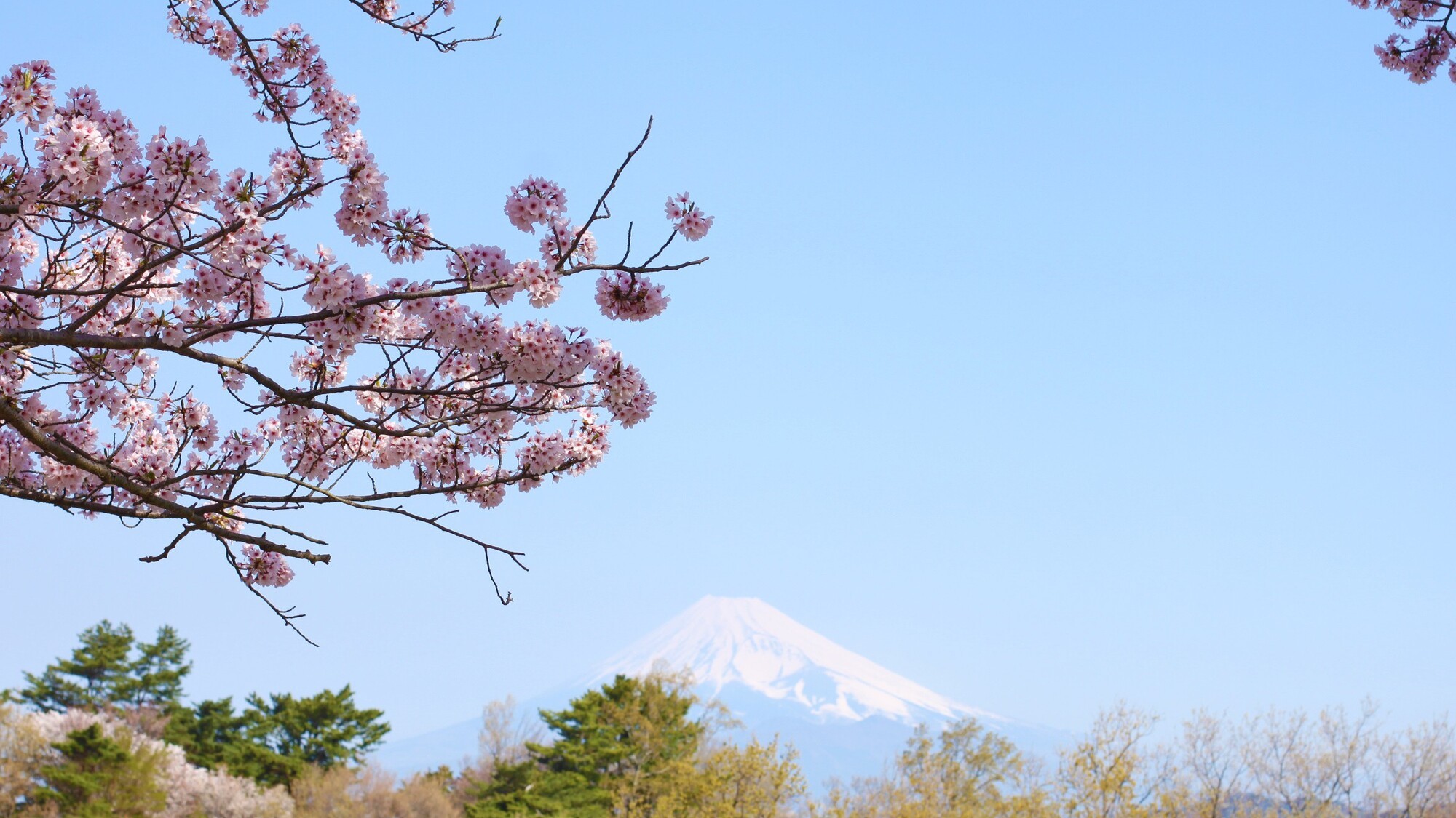 河津桜