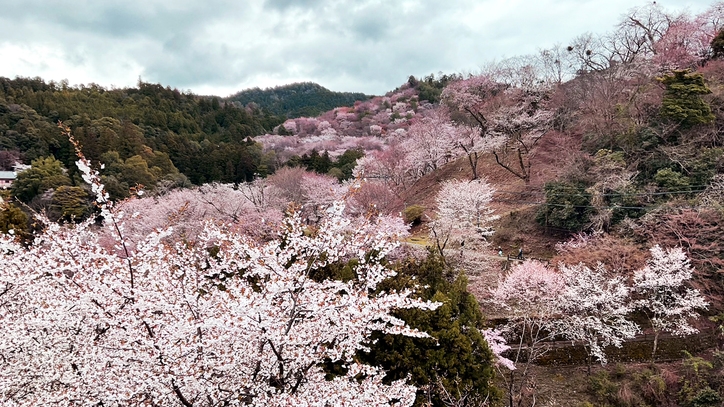 【3/20〜4/26限定】絶品ボタン鍋を堪能【貸切眺望風呂付】
