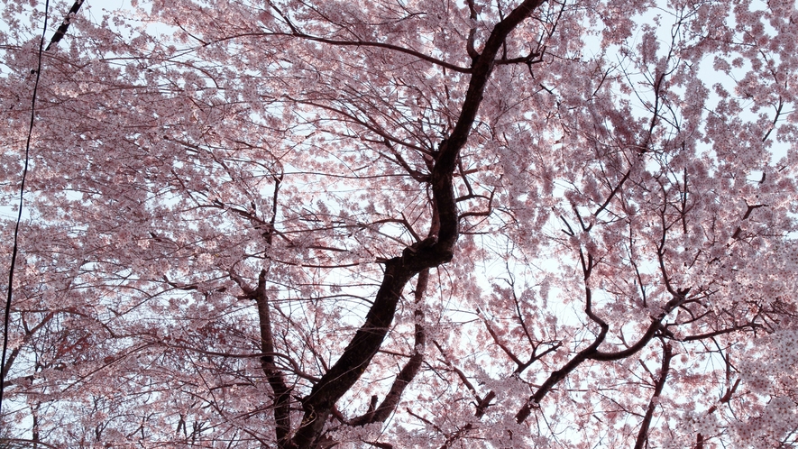 日本一の桜の名所として知られる吉野山☆世界遺産にも認定されています！