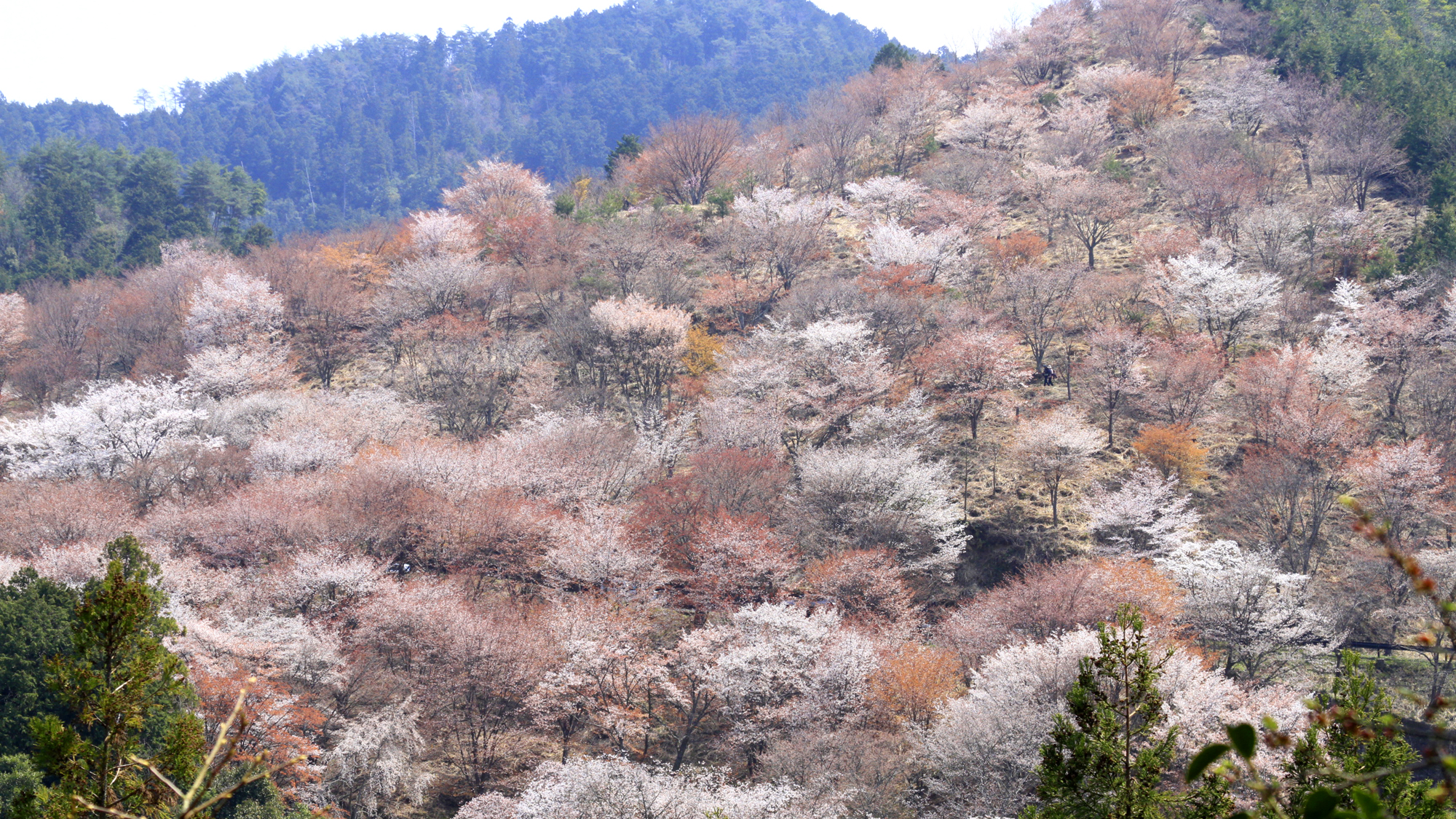 日本一の桜の名所として知られる吉野山☆世界遺産にも認定されています！