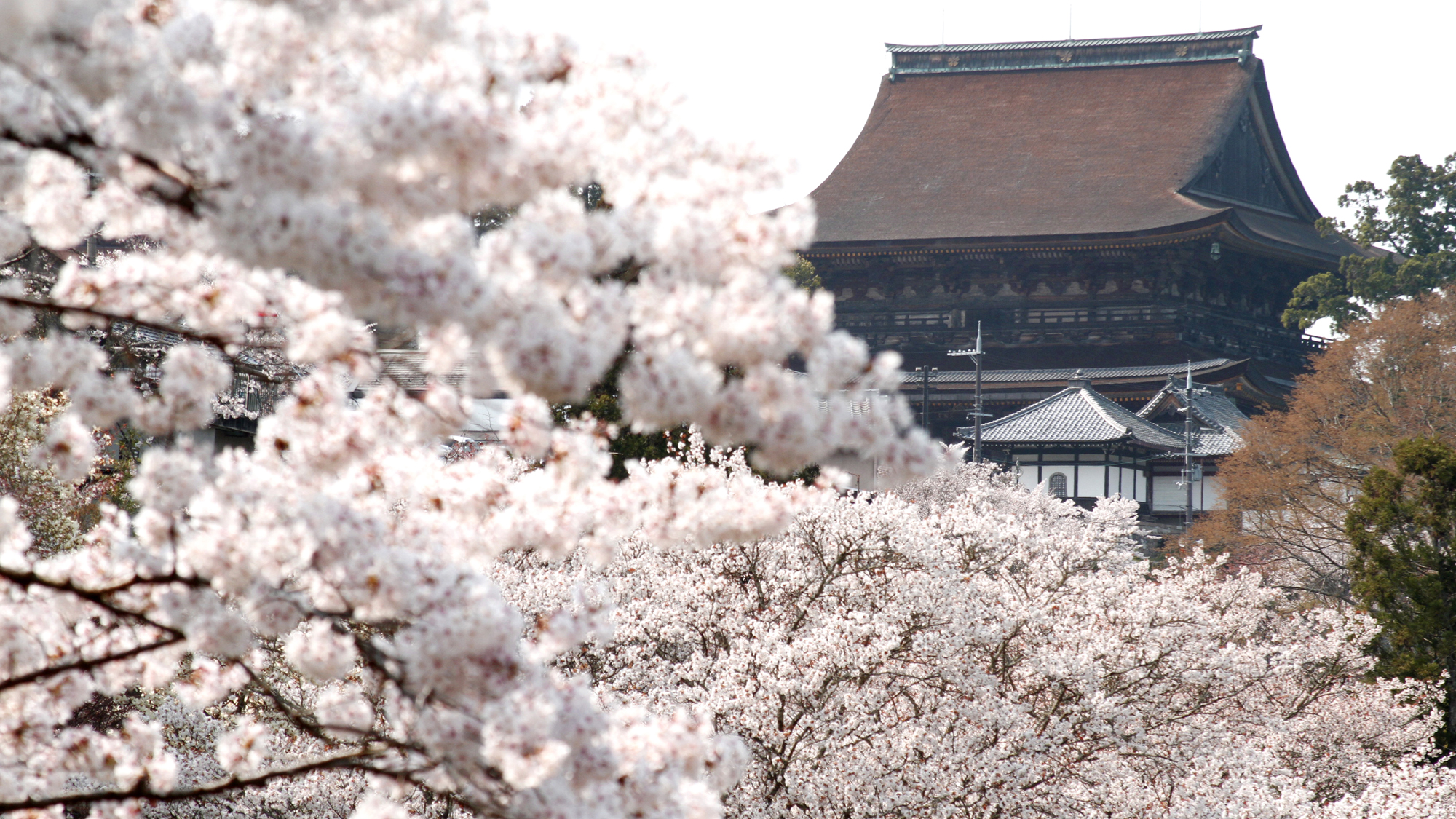 国宝と桜