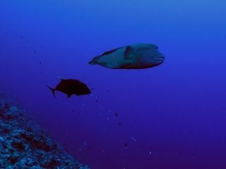 ダイビングイメージ