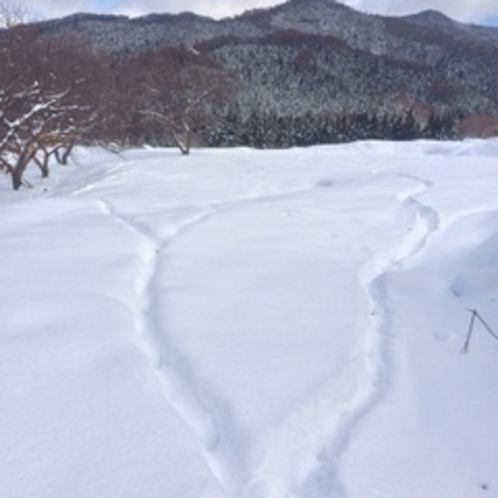 交差する野生のトレール