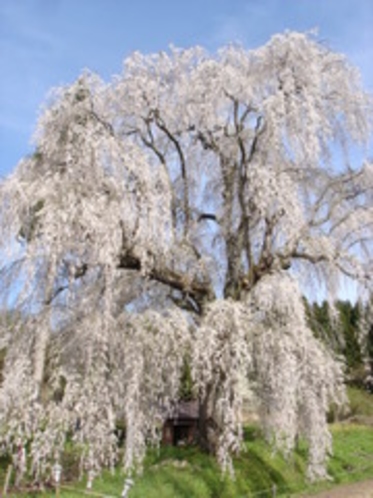 枝垂れ桜〜樹齢250年