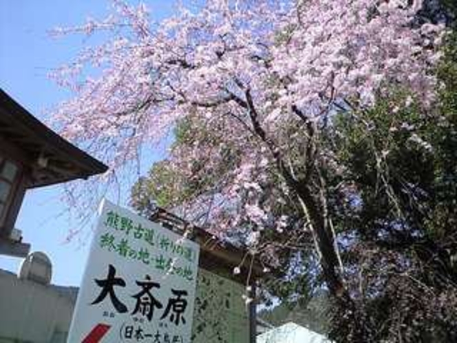 熊野本宮大社前の桜