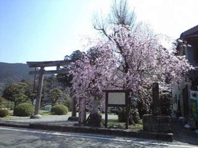 熊野本宮大社　旧社地鳥居と桜
