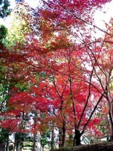 秋の熊野古道