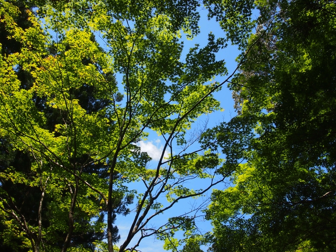 熊野古道