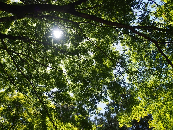 熊野古道