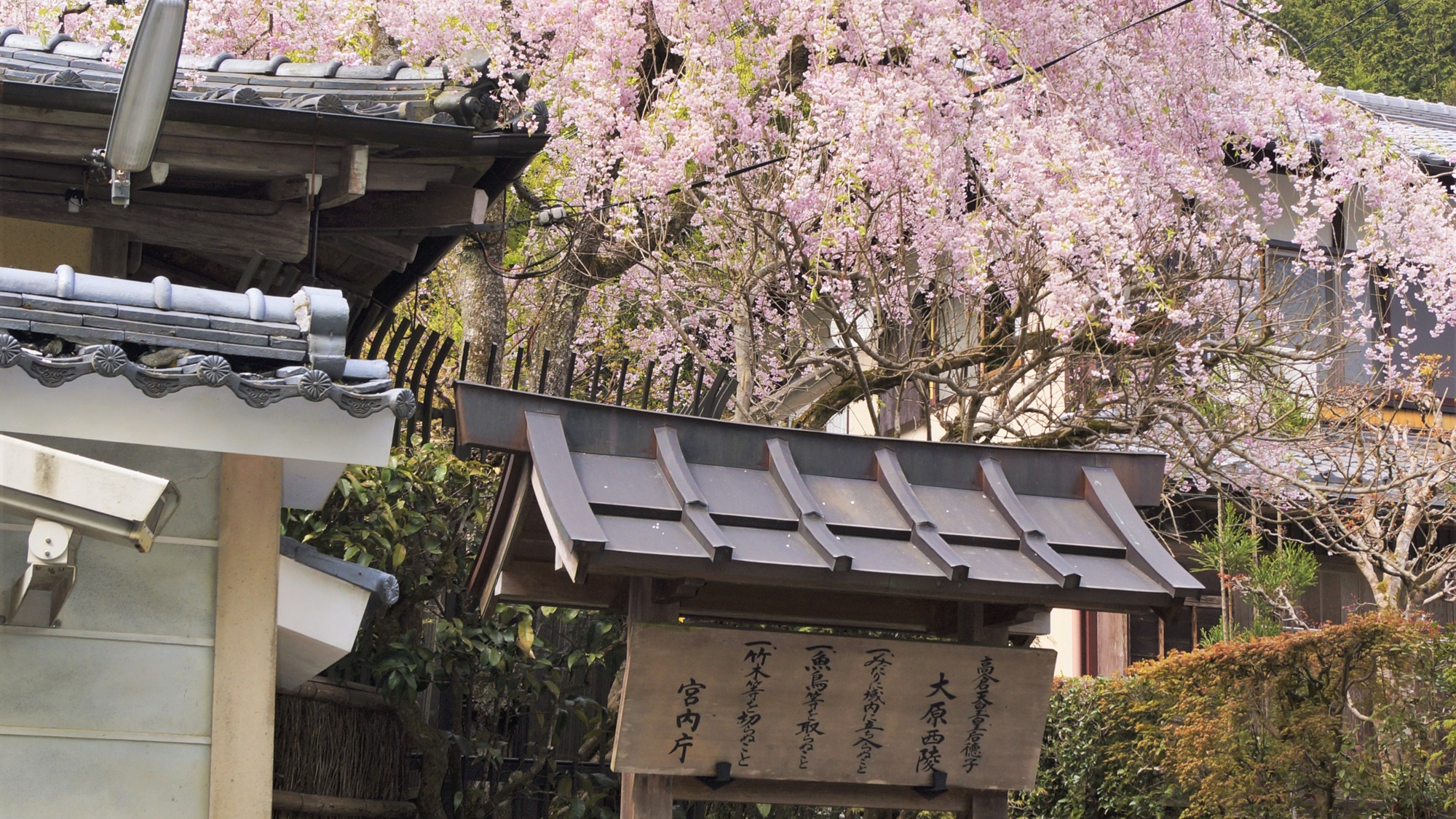 *【春の寂光院（当館から徒歩3分）】桜見頃（3月末〜4月初旬）